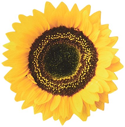 Paper House Productions M-0074E Die Cut Refrigerator Magnet, Common Sunflower (6-Pack)